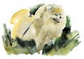 Watercolor illustration of a dog Spitz in white background.