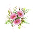 Watercolor illustration of dogrose branch on white background. Royalty Free Stock Photo