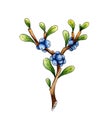 Sprig of blueberry watercolor Royalty Free Stock Photo