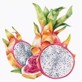 Watercolor illustration of dragon fruit composition. Tropical fruit pitahaya. Isolated on a white background