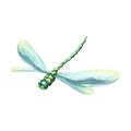 Watercolor illustration of a dragonfly with blue wings. The flying insect is bright and very beautiful. Isolated. For Royalty Free Stock Photo