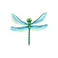 Watercolor illustration of a dragonfly with blue wings. The flying insect is bright and very beautiful. Isolated. For