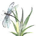 Watercolor illustration. Dragonfly flies on the background of greenery, grass. Abstract green, yellow paint splash. Stylish drawin