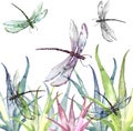 Watercolor illustration. Dragonfly flies on the background of greenery, grass. Abstract green, yellow paint splash. Stylish drawin Royalty Free Stock Photo