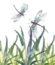 Watercolor illustration. Dragonfly flies on the background of greenery, grass. Abstract green, yellow paint splash. Stylish drawin Royalty Free Stock Photo