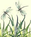 Watercolor illustration. Dragonfly flies on the background of greenery, grass. Abstract green, yellow paint splash. Stylish drawin Royalty Free Stock Photo