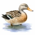 Detailed Shading Duck Illustration On White Background Royalty Free Stock Photo