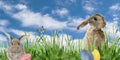 Two Easter Bunnies and Easter Eggs in a Field of Tall Grass