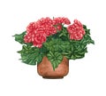 Watercolor illustration of Eliator Begonia in a pot. Potted houseplants isolated on white.