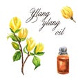 Watercolor illustration with essential oil of ylang-ylang tree