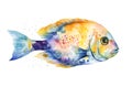 Watercolor illustration of a exotic fish Royalty Free Stock Photo