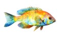 Watercolor illustration of a exotic fish Royalty Free Stock Photo