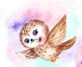 Small owl flying with a pink flower watercolor illustration . Bright watercolor sketch of an owl on a white background. Royalty Free Stock Photo