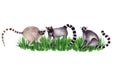 Watercolor illustration of a family of lemurs on green grass, isolated on a white background.