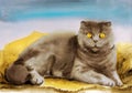 Watercolor illustration of a fawn fluffy scottish fold cat