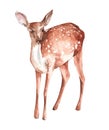 Watercolor illustration of a fawn isolated on a white background