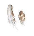 Watercolor illustration of feathers isolated on white background Royalty Free Stock Photo