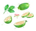 Watercolor illustration of Feijoa fruit