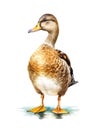 Watercolor illustration of a female mallard duck. Royalty Free Stock Photo