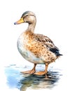 Watercolor illustration of a female mallard duck. Royalty Free Stock Photo