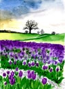 Watercolor illustration of a field with purple tulips