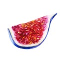 Watercolor illustration. Fig. Cut off part of figs Royalty Free Stock Photo