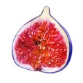 Watercolor illustration. Fig. Half of the figs Royalty Free Stock Photo