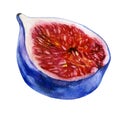 Watercolor illustration. Fig. Half of the figs Royalty Free Stock Photo