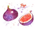Watercolor illustration of figs