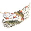 Watercolor illustration, fish caught in a fishing net. Perch and pike tangled in a fishing net isolated on white