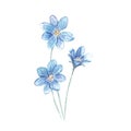 Illustration of flower blue