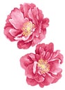 Watercolor illustration flower Royalty Free Stock Photo