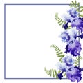 Watercolor illustration Flower muscari on white background. For greeting card