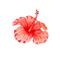 Watercolor illustration of flower of red hibiscus. Hand drawn exotic  tropical plant isolated on white background. Red hibiscus Royalty Free Stock Photo