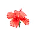 Watercolor illustration of flower of red hibiscus. Hand drawn exotic  tropical plant isolated on white background. Red hibiscus Royalty Free Stock Photo