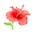 Watercolor illustration of flower of red hibiscus. Hand drawn exotic  tropical plant isolated on white background. Red hibiscus Royalty Free Stock Photo