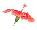 Watercolor illustration of flower of red hibiscus. Hand drawn exotic  tropical plant isolated on white background. Red hibiscus Royalty Free Stock Photo