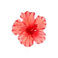 Watercolor illustration of flower of red hibiscus. Hand drawn exotic  tropical plant isolated on white background. Red hibiscus Royalty Free Stock Photo