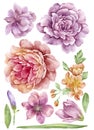 Watercolor illustration flower set in simple white background Royalty Free Stock Photo