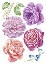 Watercolor illustration flower set in simple white background Royalty Free Stock Photo