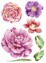 Watercolor illustration flower set in simple white background Royalty Free Stock Photo