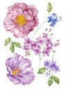 Watercolor illustration flower set in simple white background Royalty Free Stock Photo