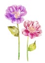 Watercolor illustration flower in simple background