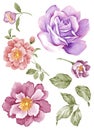 Watercolor illustration flower