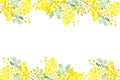 Watercolor illustration of flowers and branches of Mimosa on a white background. Hand painted, spring yellow illustration for beau