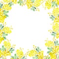 Watercolor illustration of flowers and branches of Mimosa on a white background. Hand painted, spring yellow illustration for beau