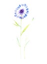 Watercolor illustration of flowers cornflower blue surrounded by abstract drops. Isolated on white background Royalty Free Stock Photo