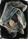 Watercolor illustration of a fluffy black cute bat