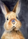 Watercolor illustration of a fluffy cute fawn rabbit with a blue butterfly