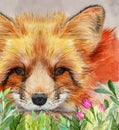 Watercolor illustration of a fluffy cute red fox